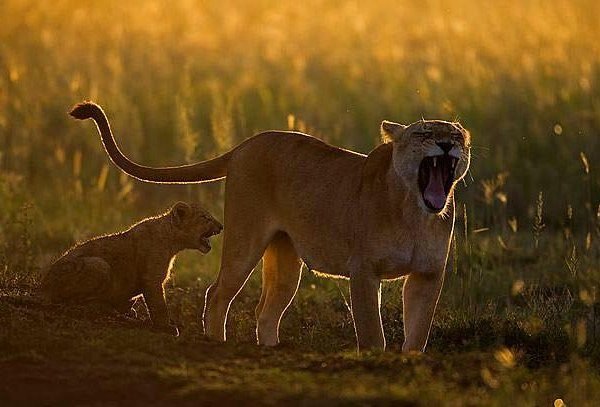 Abakombe Tours and Safaris on Facebook