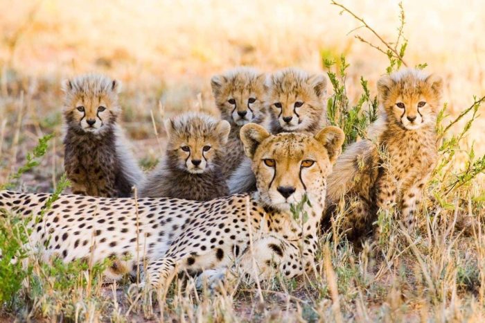 Tanzania Safari Asked Questions