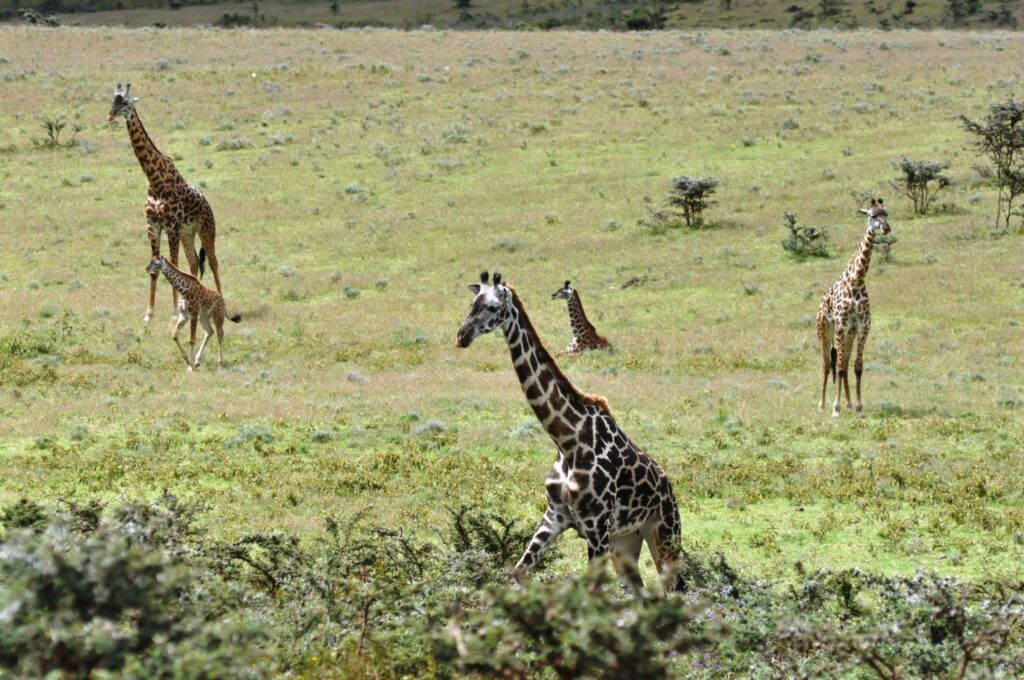 1 Day Safari Arusha National Park