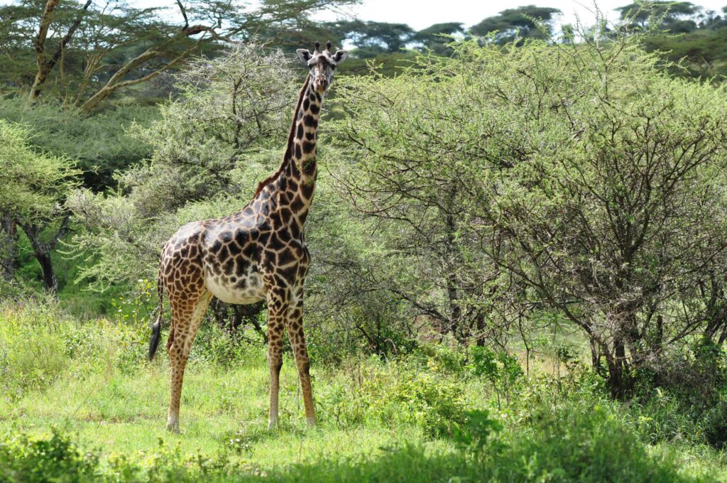 Graceful giraffe in the savanna of Tarangire National Park, Tanzania, against a backdrop of acacia trees and a clear blue sky
