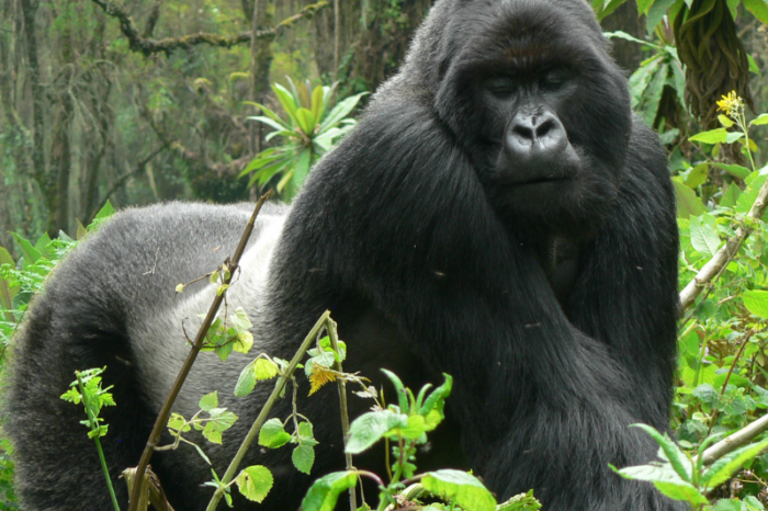 1-Day Uganda Gorilla tracking