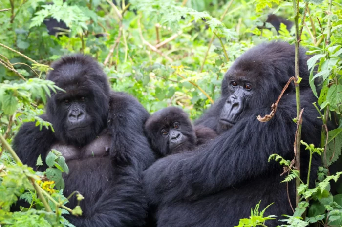 1 Day Uganda Gorilla trekking