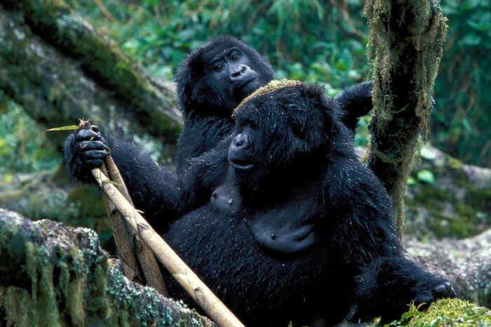2-Days Uganda Gorilla safari
